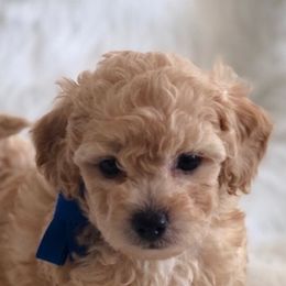 Goldendoodles and Maltipoos from Blue Ranch Puppies