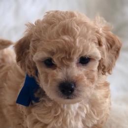 Goldendoodles and Maltipoos from Blue Ranch Puppies