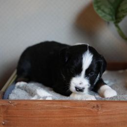Miniature American Shepherd and Miniature Australian Shepherd Puppies from Opal’s Miniature Aussies