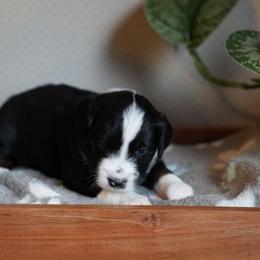 Miniature American Shepherd and Miniature Australian Shepherd Puppies from Opal’s Miniature Aussies