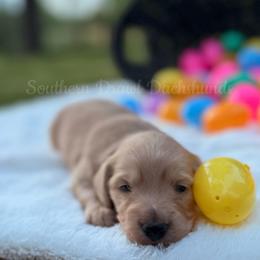 Gene - Cream male Dachshund puppy in Colbert, Georgia from Southern Drawl Dachshunds