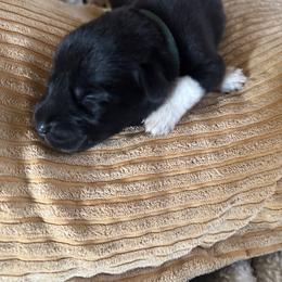 Boy 2 - Black male Anatolian Pyrenees puppy in Clifton, Illinois from Mcginnis Guardian Dogs