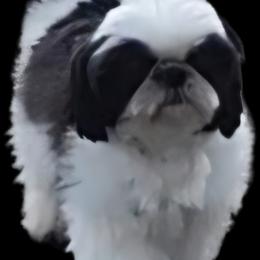 Fancy - Shih Tzu