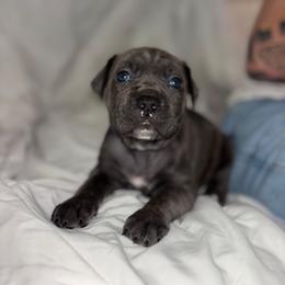 Purple - Gray brindle female Cane Corso puppy in Jacksonville, North Carolina from Cor Dei Cane Corso