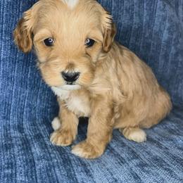 Ruby - Golden female Cockapoo puppy in Bedford, Iowa from Our Father’s Doodles