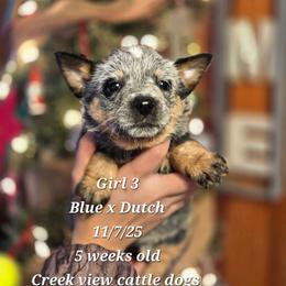 Girl 3 - Blue female Australian Cattle Dog puppy in Monroe, North Carolina from Creek View Cattle Dogs