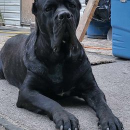 Cogna - Cane Corso