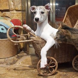 Brittany - Red brindle female Whippet puppy in New Port Richey, Florida from Trezlar Whippets