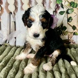 Lavender Girl - Tri-color female Bernedoodle puppy in The Woodlands, Texas from Gracie's Goldendoodles and Bernedoodles of The Woodlands