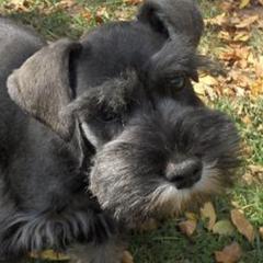Miniature Schnauzers from Ivies House of Schnauzers