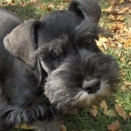 Miniature Schnauzers from Ivies House of Schnauzers