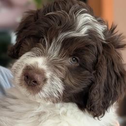 Cocoa - Red tri-color male Aussiedoodle puppy in New Durham, New Hampshire from Ridgeview Aussiedoodles