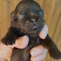 Abigail - Abbie - Red female Shih Tzu puppy in Palmyra, New York from Karen's Tzus of Palmyra-Macedon