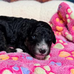 Sabrina - female Australian Mountain Doodle puppy in Blue Springs, Missouri from Jeanie’s Doodles