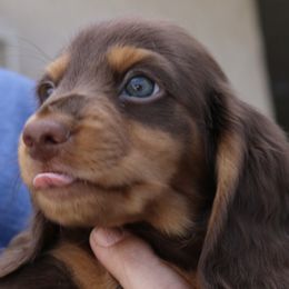 Dachshunds and German Shepherds from Avignon