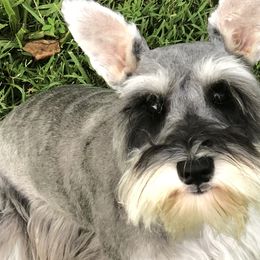 Boxers and Miniature Schnauzers from Williams Pups