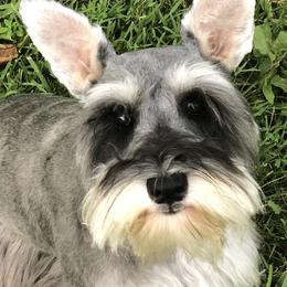 Boxers and Miniature Schnauzers from Williams Pups