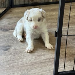 Hoss - Lilac merle male Border Collie puppy in Guffey, Colorado from Sunset Ridge