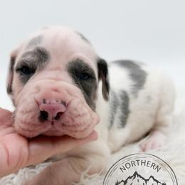 Boo - Harlequin female Great Dane puppy in Sac City, Iowa from Northern Great Danes of Colorado & Iowa