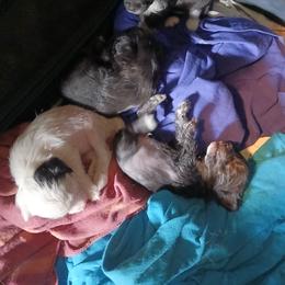 Chinese Crested Puppies from Sakkarra Chinese Crested Dogs and Art