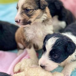 Aussiedoodle and Bordoodle Puppies from Dood B Ranch Doodles