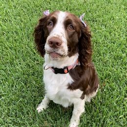Georgie - English Springer Spaniel