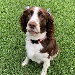 Georgie - English Springer Spaniel