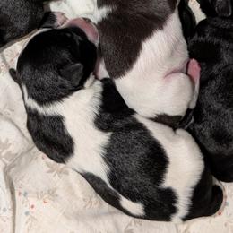 Mojo Jojo - Parti male Miniature Schnauzer puppy in Paris, Texas from Black Star Farm