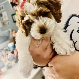 Cockapoo Puppies from Lulu's Cockapoos