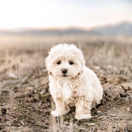 Havanese and Havapoo Puppies from Ladypawspuppies