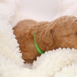 Aussiedoodle and Goldendoodle Puppies from Ford Family Kennels