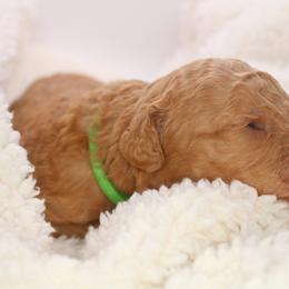Aussiedoodle and Goldendoodle Puppies from Ford Family Kennels