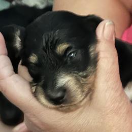 Lily - Black and cream female Dachshund puppy in Pinellas Park, Florida from Chait Miniature Dachshunds