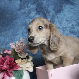 Benjamin - Blue and cream male Dachshund puppy in Pace, Florida from Shoebox Doxie’s