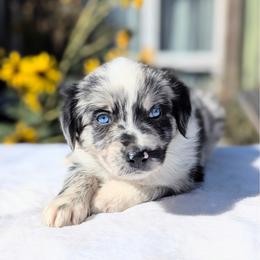 Bentley (Green collar) - Blue merle male Australian Shepherd puppy in Coulee City, Washington from Mr and Mrs Doodle Farm