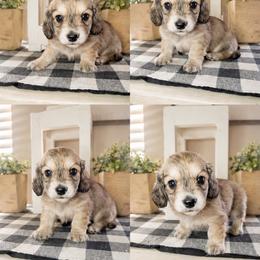 Yellow collar male - Cream male Dachshund puppy in Wylie, Texas from Karas Royal Dachshunds