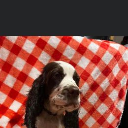 English Springer Spaniel Puppies from Won Eighty Farms
