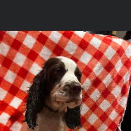 English Springer Spaniel Puppies from Won Eighty Farms