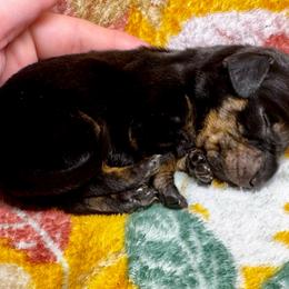 Girl 3 ( black and brindle) - Brindle female Dachshund puppy in Martin, Georgia from Painted Paws Kennel