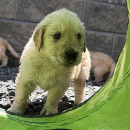 Golden Retrievers from Alcove kennels