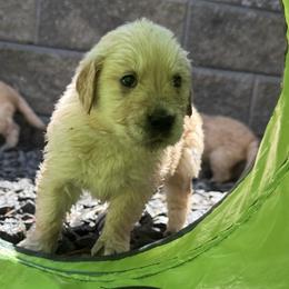 Golden Retrievers from Alcove kennels