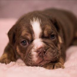 Ginger - Chocolate tri-color female Bulldog puppy in Warsaw, New York from Hillview Kennels