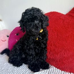 Boy 1 - Black Poodle puppy in New York, New York from Jessica’s Poodles