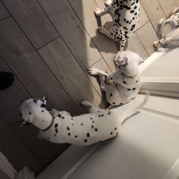 Dalmatian Puppies from America's Dalmatian Friends