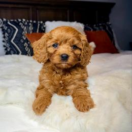 Skye - Red male Cavapoo puppy in Melissa, Texas from Southern Love Cavapoos & Maltipoos