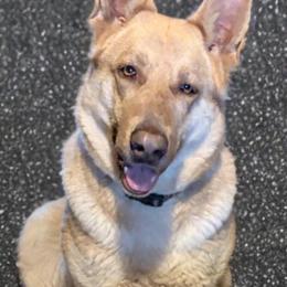 Rosie - German Shepherd