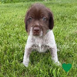 Green male - Brown and gray male Wirehaired Pointing Griffon puppy in Williston, North Dakota from Little Muddy Griffons