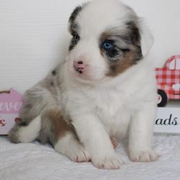 Boy 1 - Blue merle male Australian Shepherd puppy in Burkesville, Kentucky from Bline’s Awesome Aussies & Doxies at the Bline Family Farm