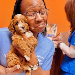 Cavapoo Puppies from Patriot Pups Cavapoos