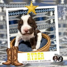 Ryder - Liver white and tan male English Springer Spaniel puppy in Albany, Minnesota from Farm Fresh Labradors & English Springers